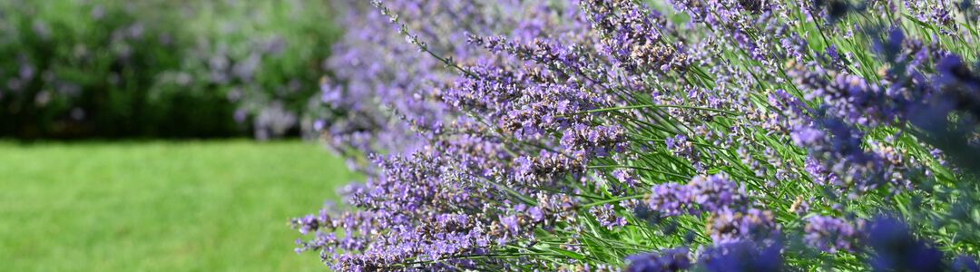 nachhaltige-pflanze-f201f764