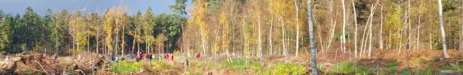 header-baumfuer-hro.jpg